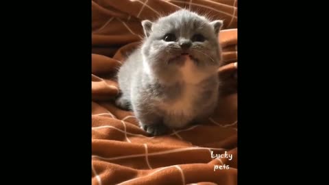 -- Super Cute Pets _ Cute Baby Animals and Funny Pets Video Compilation _3 -- Lucky Pets