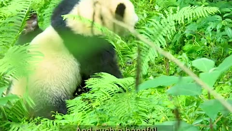 Panda cubs life