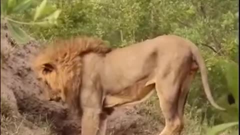 Lions dig up wild boar dens to hunt for food #lions #tiger #animal #food #viral