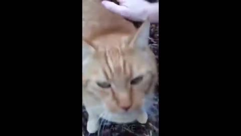 Funniest Cat Videos!!