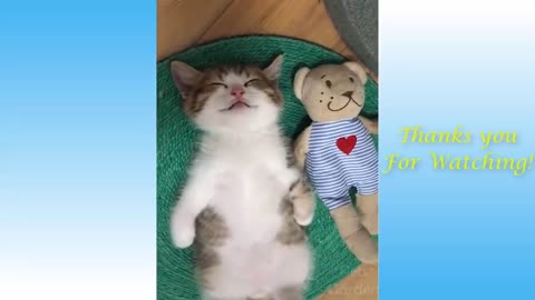 Cute & funny animals compilation.