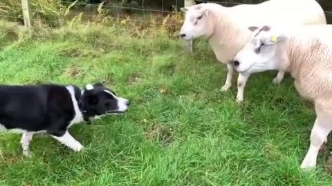 Border collie knows how to do his job well.