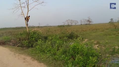 Rhino Chases Man Up A Tree