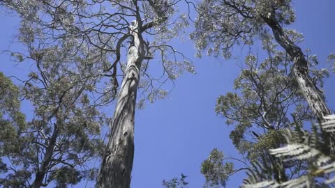 Tasmania's swift parrot set to follow the dodo