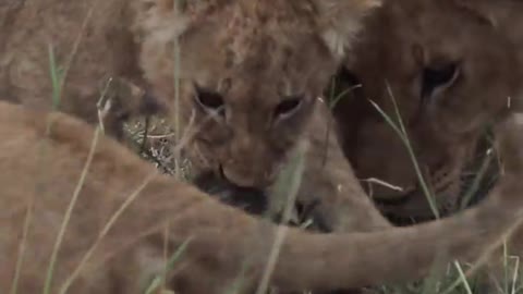 South africa forest lion