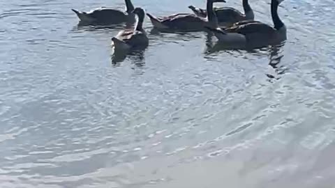 GEESE Swimming