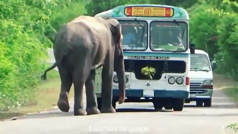 Sri Lanka Wild Elephant Attack | wild Elephant Attack To Bus After Bus Out Of The Road