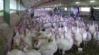 Learn Incredible Poultry Farm Technology