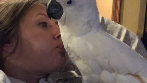 Cockatoo Enjoys Receiving Raspberries From Her Owner