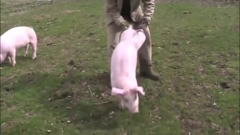 Moving The Pigs To The Pasture The Wrong Way