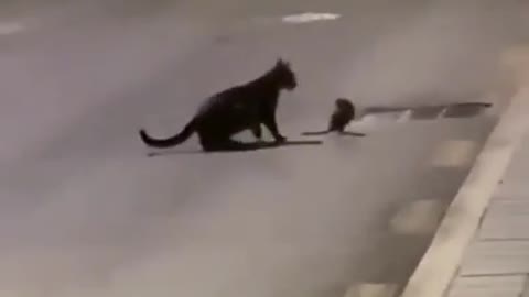 The cat is afraid of the rat