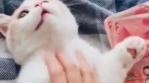 Funny Cat