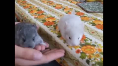 Baby Chinchillas Playing - CUTEST Compilation