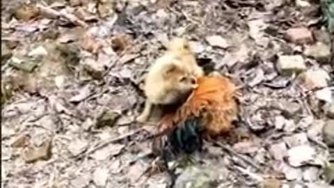 adorable puppies play with chicken