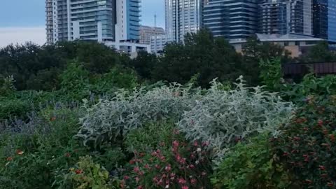 Beautiful Landscapes of Ladybird Lake