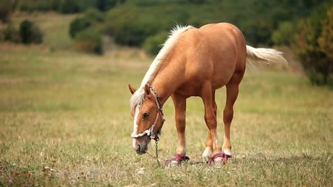 Horse in the field