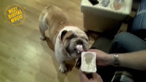 Funny Videos of Dogs, Cats and other animals - - Dog Eating Candy from Spoon