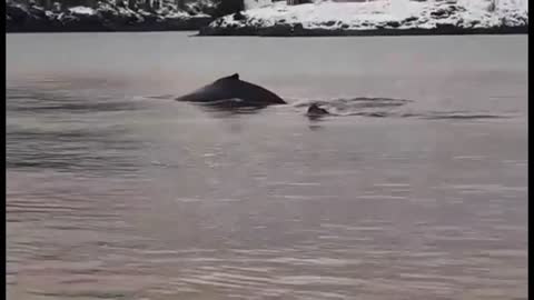 Up Close with Humpback Whales.. Newfoundland, Canada