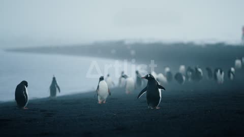 Penguins, Colony, Beach, Antarctic Sea