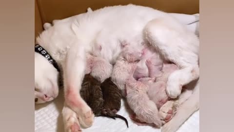 Mother cat gives birth to 10 baby cats