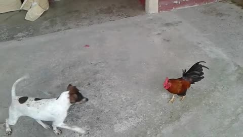 Mi peero vs un gallo