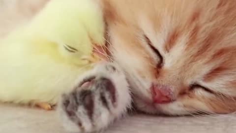 Kitten sleeps sweetly with the Chicken 🐥