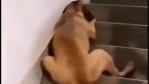 This Funny Dog is Slipping On Staires _ Funny Pets Videos