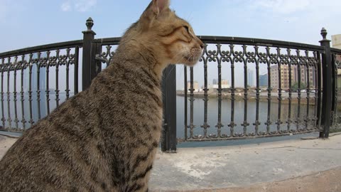 MICHAEL JACKSON - Homeless cat in Ras Al Khaimah, UAE #cat #cats #MichaelJackson #emirates #ae #UAE