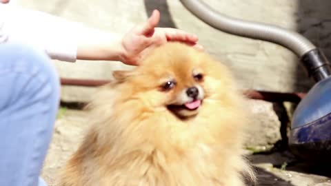 A girl stroking a pomeranian dog