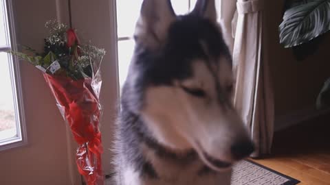 Happy Valentine's Day from Mishka the Talking Husky