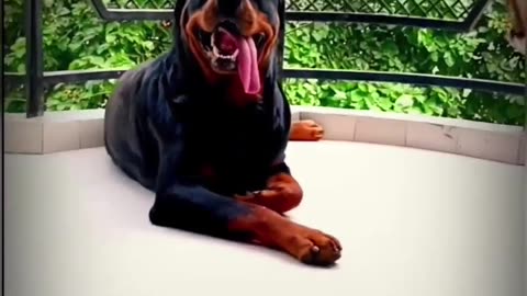 Tyson the rottweiler