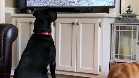 Black Lab patiently watches TV until he wants to get in on the action