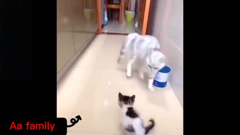 Cat Mother Is Trying To Play with Her Baby 🐕️🐕️ (funny video)🤣