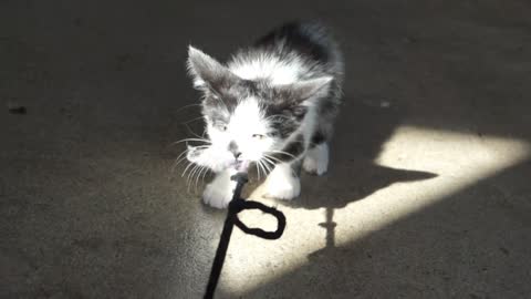 Kitten plays epic game of tug-of-war