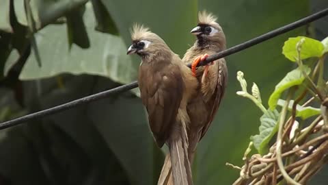 Beautiful birds playing with each other and tweeting