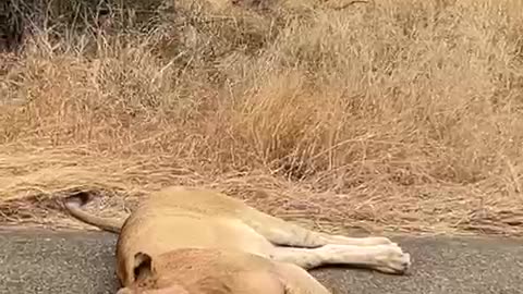 unbothered by a line of cars as she blocked traffic in the middle of a road in South Africa