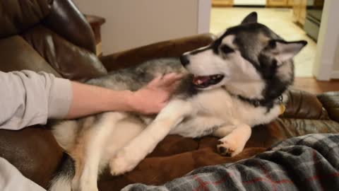 Siberian Husky Demands Belly Rubs Gog ||