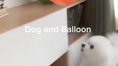 Watch Dog Playing With Baloon | 😘😘😘😘😘