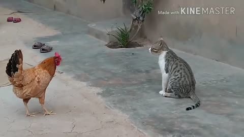 Chicken vs Dog Vs Cat fights. Best Moments! ❤️