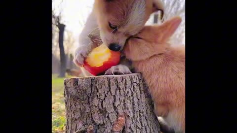 The dog 🐕 eating ,# dog so cute 🥰,# Eating dogs with dog.