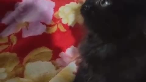 Funny Cute Cat Videos 2024#shorts #youtubeshorts #ytshorts @boxtoxtv @awwanimals ‎@Animals.House.