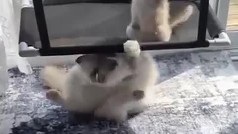 FUNNY ANIMALS funny cat/dogs funny animal video