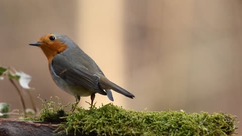 Bird in forest on nature