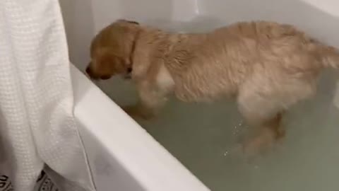 Command the dog to take a bath