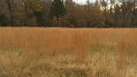 Ozark Prairie in the Fall Time 01