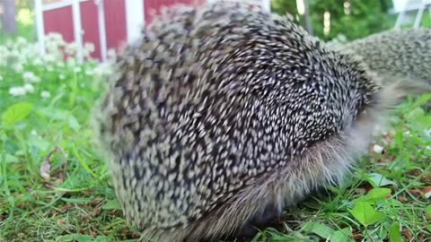 How does hedgehog spikes work