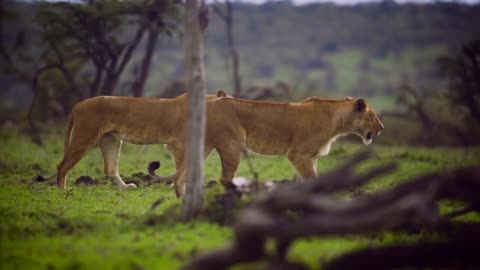 Paradise of Lion - Animal Planet Full documentary in lion