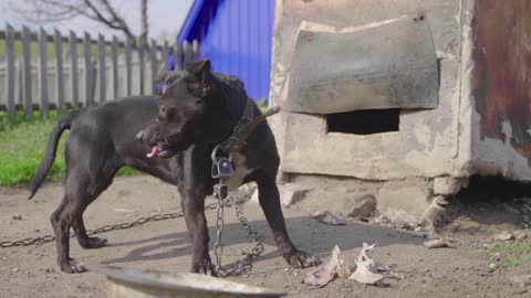 Dog on chain eating bone near the doghouse