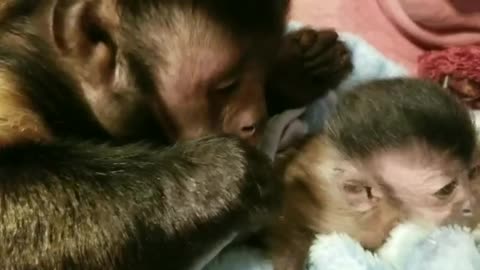 Monkey Meets His New Baby Monkey Sister