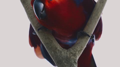 A Red Bird on a Tree Branch